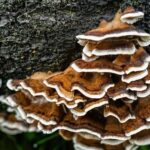 قارچ‌ها جایگزین پلاستیک‌های بازیافت‌ناپذیر می‌شوند